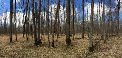 Stand of leafless black ash trees in Chippewa National Forest