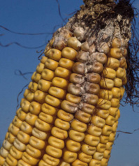 Fusarium ear rot on corn