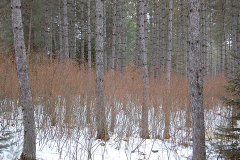 Hazel shrubs growing beneath a thinned stand of red pine during the winter; snow on the ground