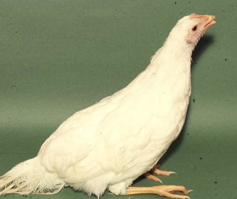 Adult chicken with ILT extending its neck to breathe