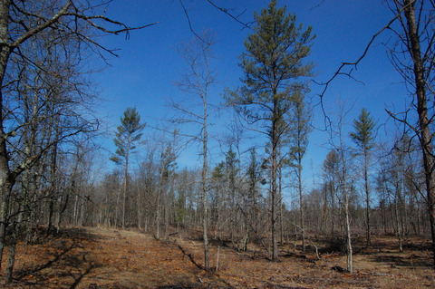 Jack pine savanna after recent restoration harvest