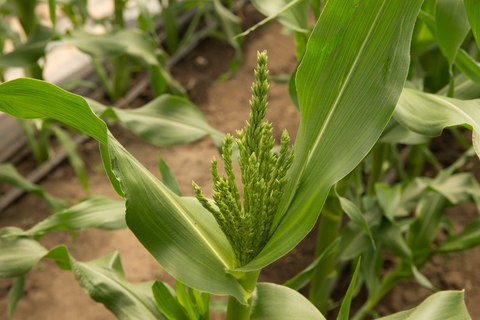 Green tassel emerging from top of green corn plant