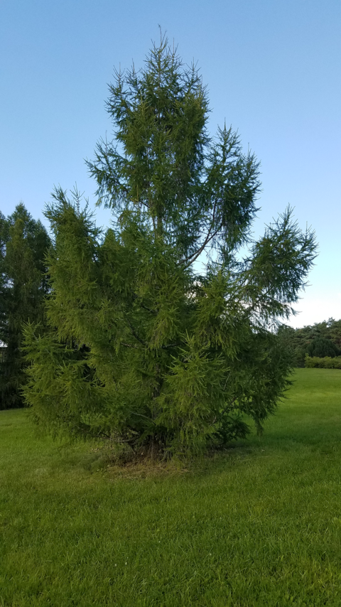 An American larch tree