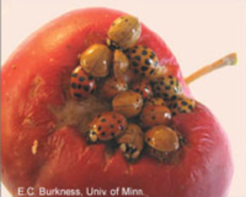Several orange beetles with black spots feeding on a bruised red apple