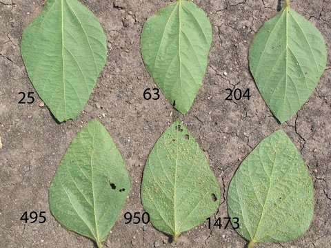 six leaves laying on soil with a label of the approximate number of aphids on each leaf.