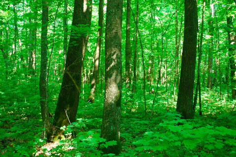 Stand of northern hardwood forest