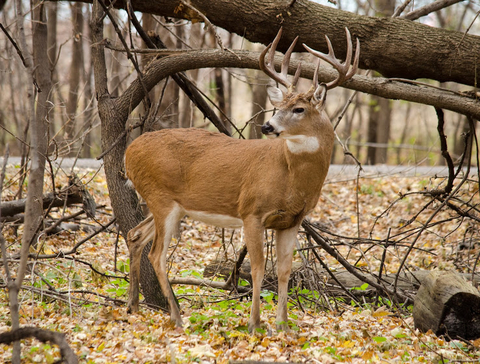 White-tailed deer in a woodland setting.