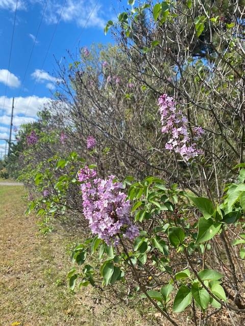 Hedge of lilacs in fall with a few random purple flowers blooming.