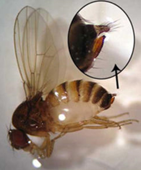 Female spotted wing drosophila fly with close-up view of the ovipositor with serrated edge.