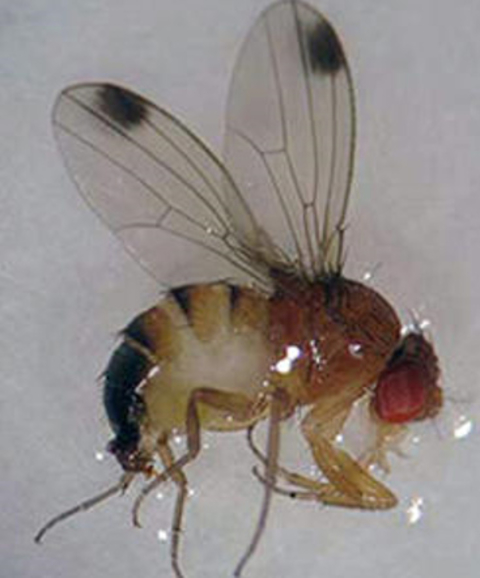 Fruit fly with one black dot on the end of each wing, suspended in glossy fluid.