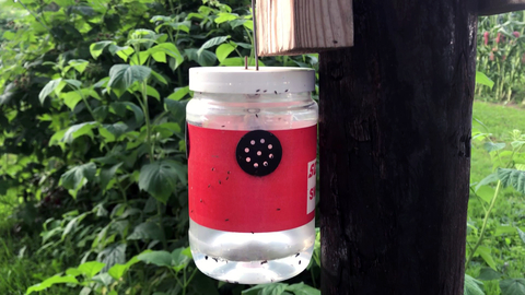 Container to trap fruit flies attached to a pole in a raspberry patch.