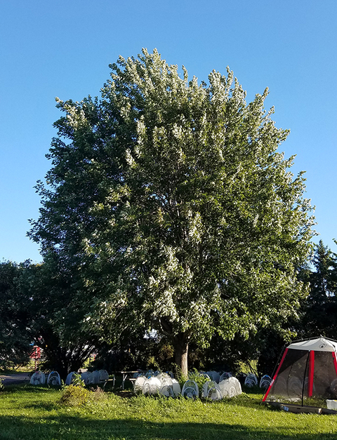 Tree with large, full canopy in a yard in summer.