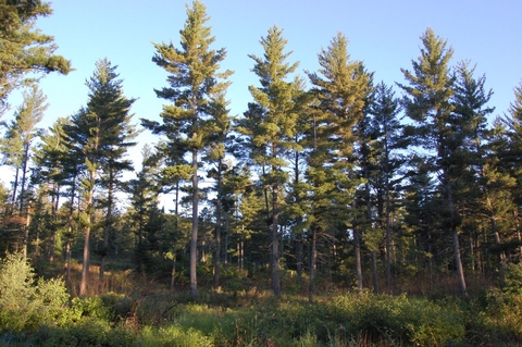 White pine stand after thinning