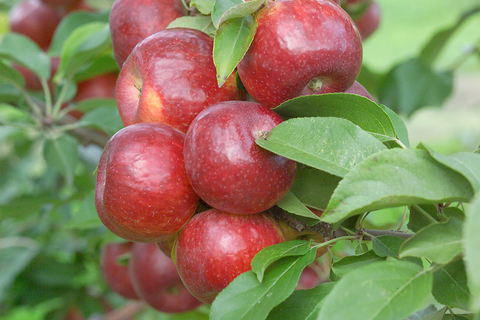 cluster of red apples on a tree surrounded by leaves