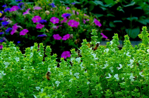 Two bees on white flowers of spicy globe Greek basil (Ocimum basilicum 'Minimum') with pink and purple petunias in the background.