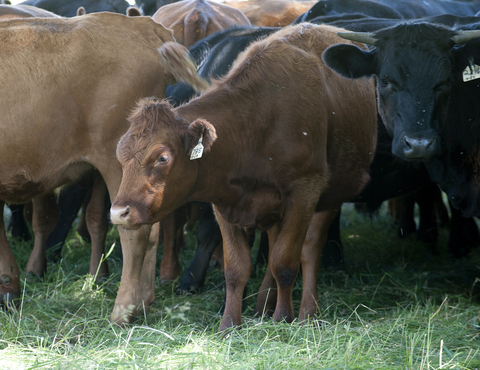 Close-up of a herd of beef cattle in grass.