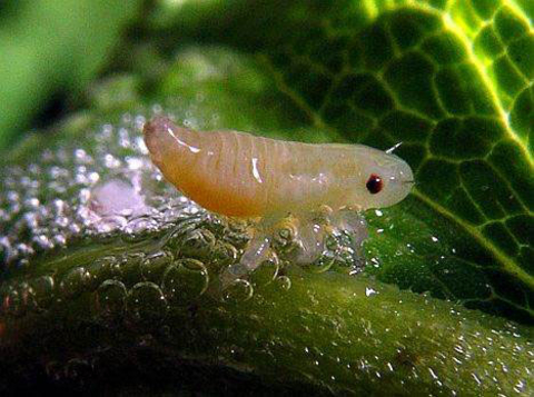 Immature spittlebug with orange body and red eyes, surrounded by froth