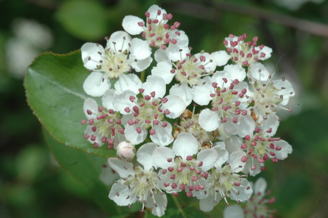 Cluster of white flowers of black chokecherry with pink anthers