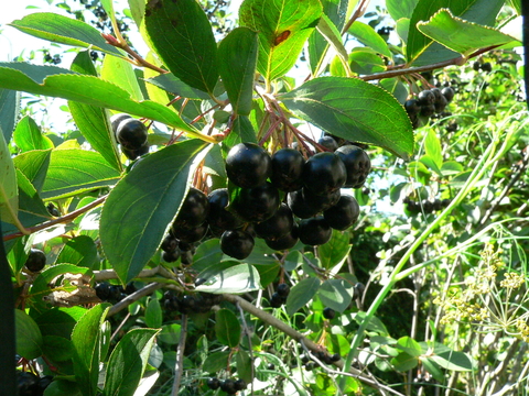 Cluster of dark black fruit of black chokecherry surrounding by foliage