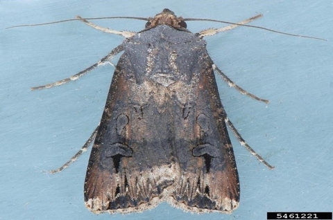Brown moth with patches of white markings.
