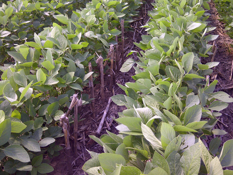 rows of soybean plants with crop residue between the rows.