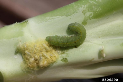 Imported cabbage worm next to big group of yellow parasitoid pupa that will use it as a host.