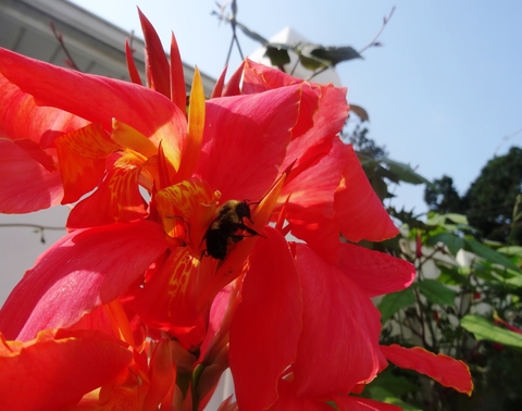 A bumblebee on a salmon-colored canna lily.