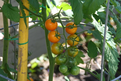 Cherry tomatoes on a plant surrounded by a tomato cage