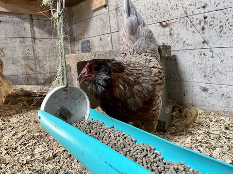 Chicken eating feed from a long tube feeder in a coop.