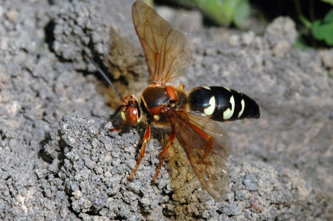 Wasp with brownish wings and black body with white markings on a mound of dirt.