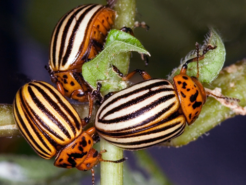 Three striped adult beetles on a plant stalk.
