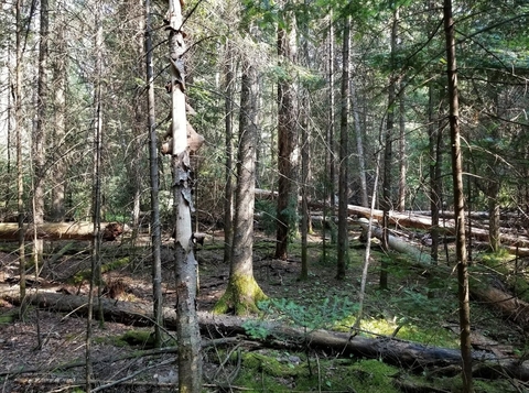 A conifer woodland with a mix of live and downed trees