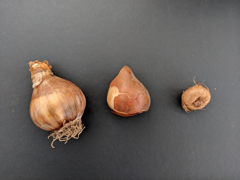Three brown bulbs of different sizes