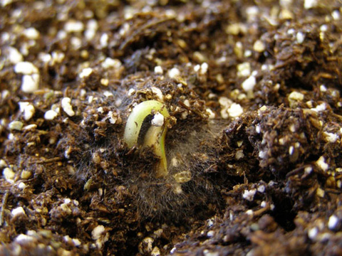 seedling just breaking through soil with web-like fungus growth