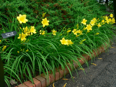 Bright yellow flowers with long narrow green leaves in a brick-lined garden bed with an evergreen shrub in the background.