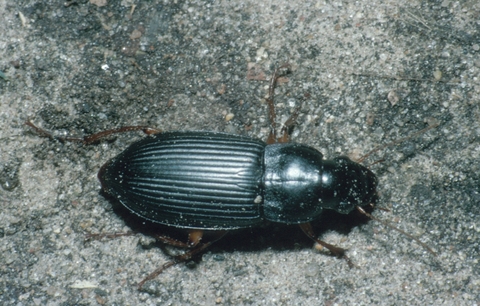 A black beetle with several lines on the back