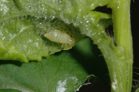 Yellowish spittlebug with red eyes on the underside of a green feverfew leaf