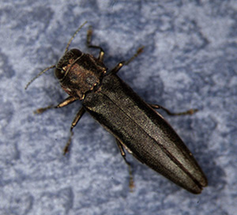 Bronze-coppery beetle with 6 legs
