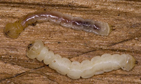 2 pale yellow larvae with a flattened head