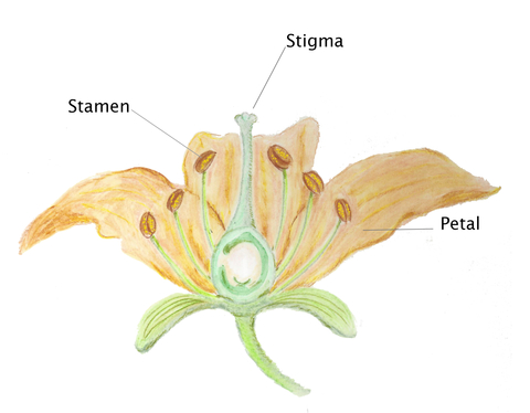 Cross-section sketch of a lily flower showing the stamen, stigma and pistil.