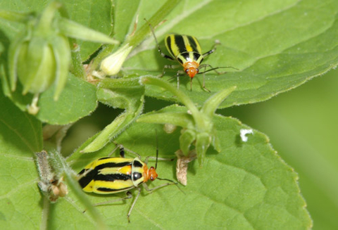 Two yellowish four-lined adult bugs with four vertical black stripes