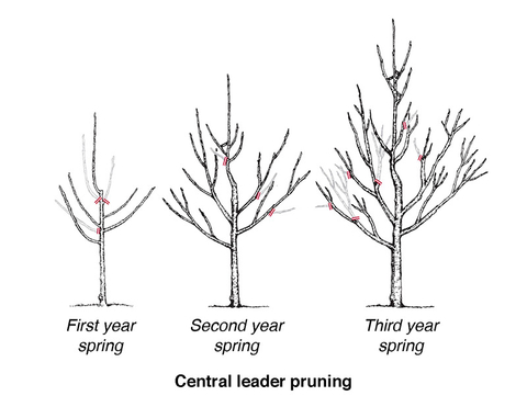 Diagram of the central leader method of pruning fruit trees showing a small, first-year tree with 5 branches, then a second year tree with small branches coming off the 5 main branches, then a third-year tree with many new branches growing to make a cone-shaped tree.