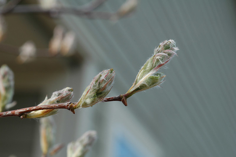 Silver-green leaf buds about to unfurl on serviceberry branch