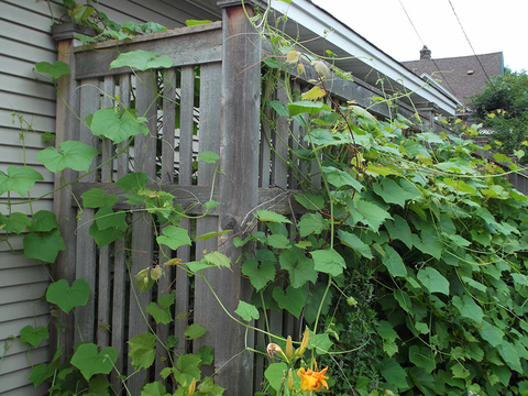 grape vines covering a tall wooden fence