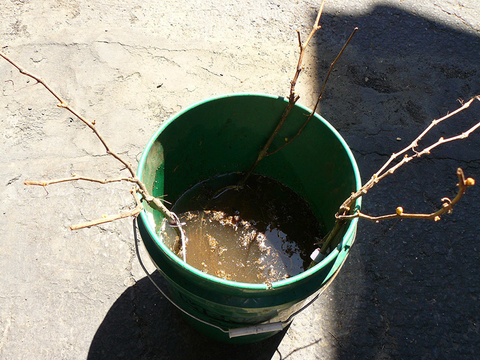 three grape vine stems soaking in a bucket of water