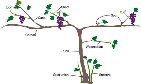 diagram of the parts of a grape vine