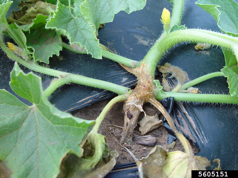 The brown, wilting crown of a cantaloupe plant.