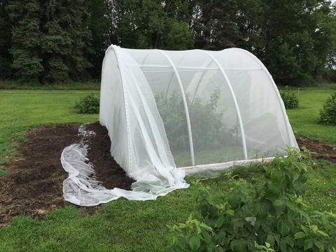 netting stretched over a set of half-hoops placed over a raspberry bush and held in place by dirt around the outside of the structure