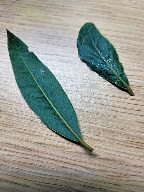 Two dark green leaves on a wood table, one with shiny spots and the other with a brown raised bump.