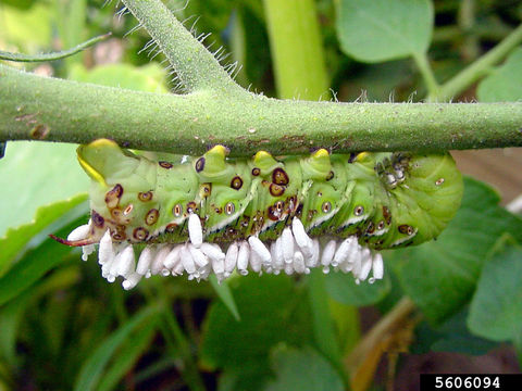 Parasitoid wasp pupa emerging from the body of a tomato hornworm.